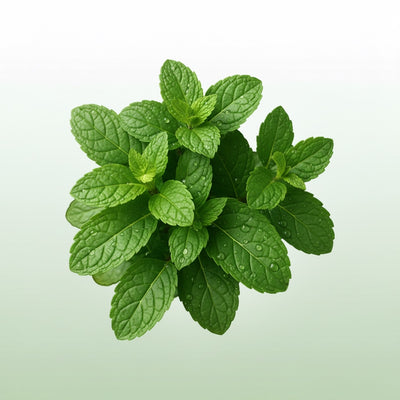 Organic Peppermint Leaf