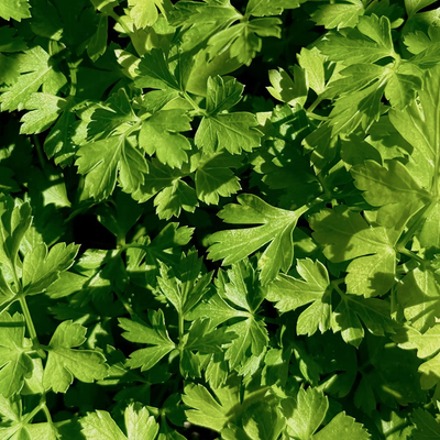 Organic Parsley Leaf